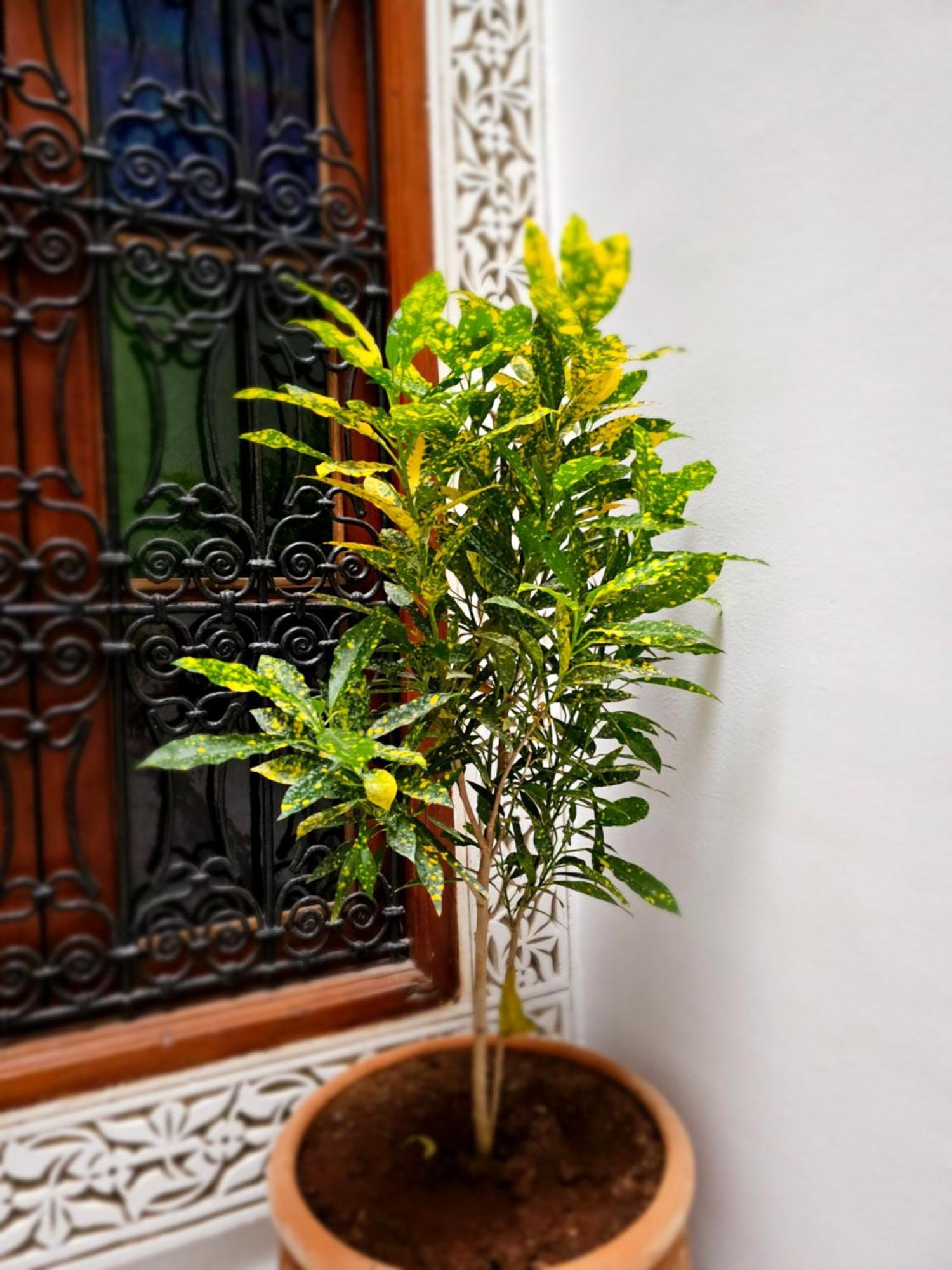 Riad Fes Miracle Экстерьер фото